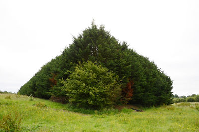 Trees on field against clear sky