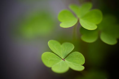 Close-up of green plant