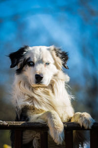 Close-up of dog looking at camera
