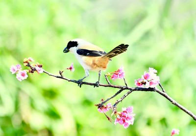 Close-up of bumblebee on cherry blossom