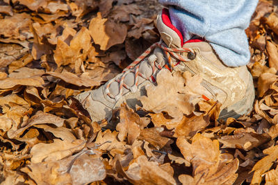 The sneaker stands in the brown autumn foliage. side view. close-up
