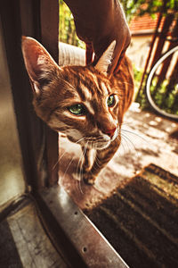 Close-up of cat looking at camera