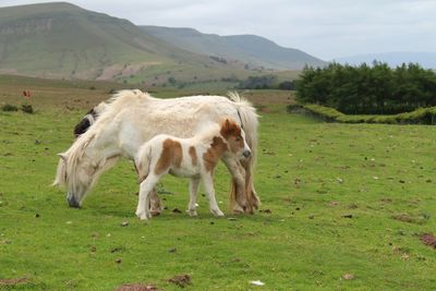 Sheep grazing on grassy field