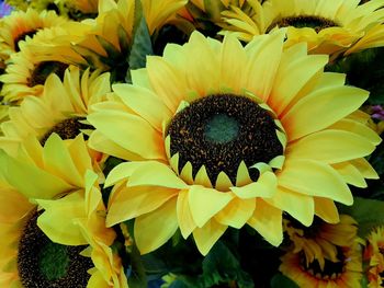 Close-up of sunflower in bloom