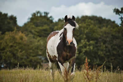 View of a horse on field