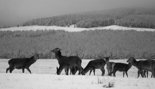 Animals grazing on field