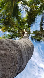 Low angle view of palm tree against sky