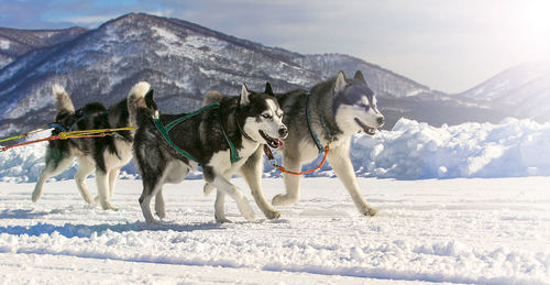 Sled dog race on snow in winter on kamchatka on soft sunlight