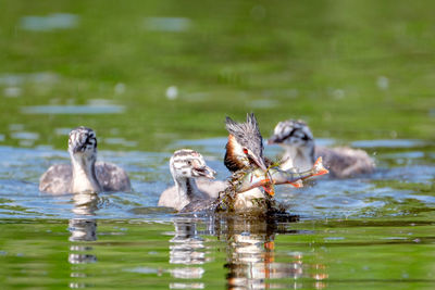 Ducks in a lake