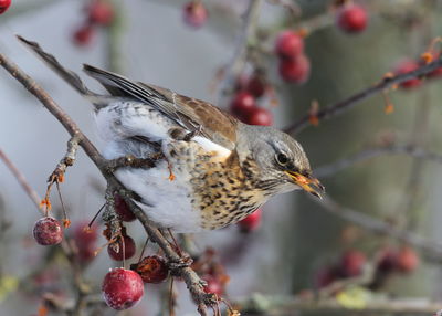 Close-up of bird perching on branch