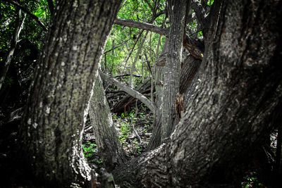 Close-up of tree trunk in forest