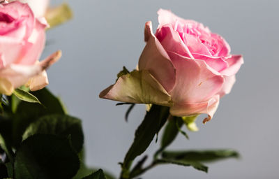 Close-up of pink rose blooming outdoors