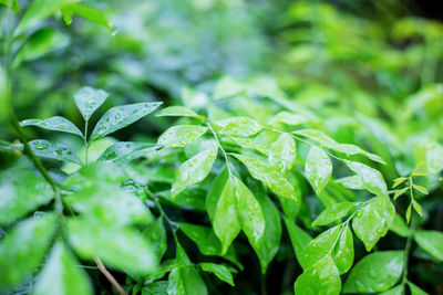 Close-up of wet plant leaves