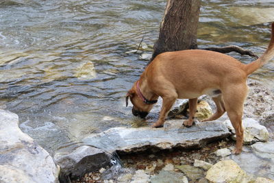 High angle view of horse drinking water