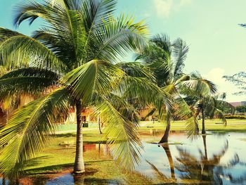 Palm trees against sky