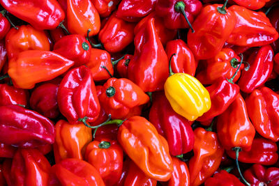 Full frame shot of red bell peppers and one yellow pepper