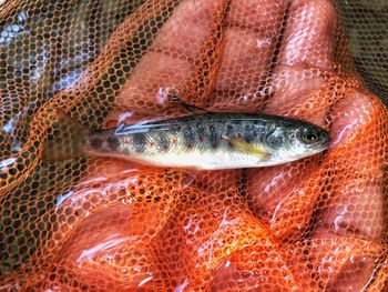 Brown trout