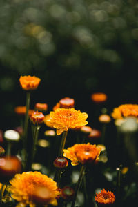 Close-up of orange flowering plant