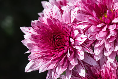 Close-up of pink dahlia