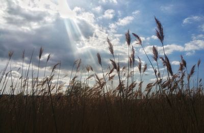 Plants growing on field against sky