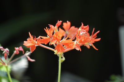 Close-up of pink flowers growing on plant