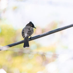 Close-up of bird perching on branch against blurred background
