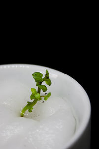 Close-up of leaves in plate