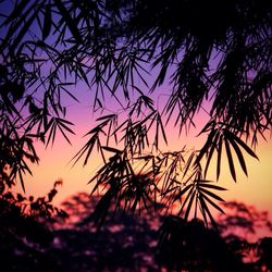 Low angle view of trees against sky