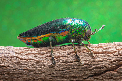 Close-up of insect on rock