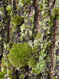 Close-up of moss growing on tree trunk