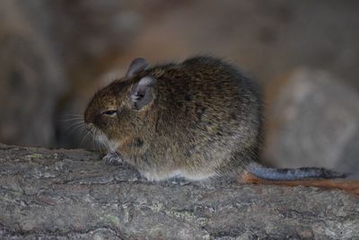 Close-up of squirrel