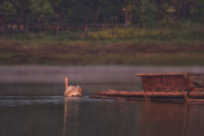 Duck swimming in a lake