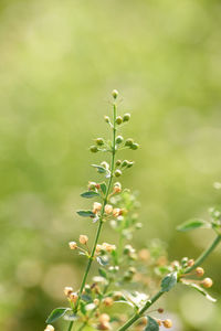 Close-up of flowering plant