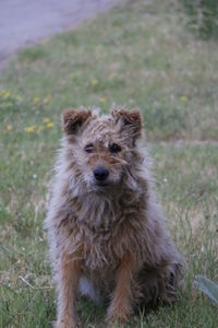 Portrait of lion on field