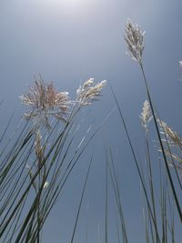 Plants growing against sky