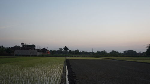 Scenic view of field against sky during sunset