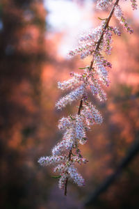 Close-up of cherry blossom tree