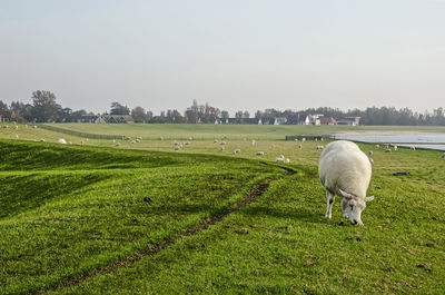 Sheep grazing on a grassy dike in friesland