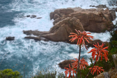 Close-up of red rock on sea shore