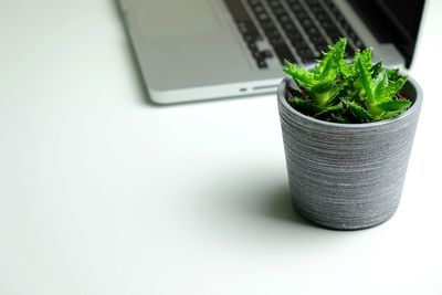 Close-up of potted plant on table