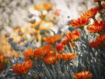 Close-up of orange flowers