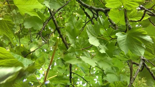 Close-up of leaves