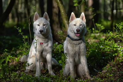 Portrait of dogs on field