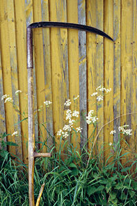 Close-up of wood