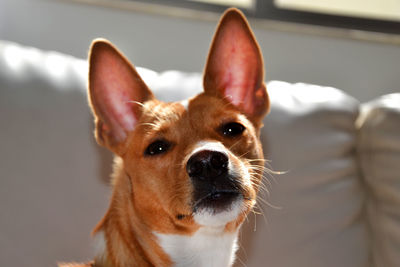 Close-up portrait of a dog