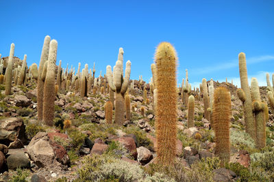 Low angle view of cactus plants against clear sky