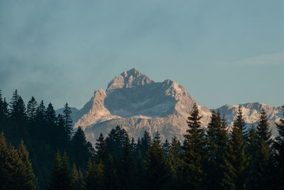 Panoramic view of pine trees and mountains against sky