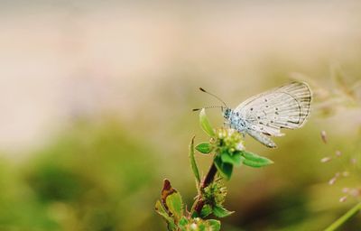 Close-up of insect on plant