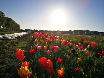 Red tulips growing on field against sky