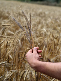 Hand holding wheat growing on field